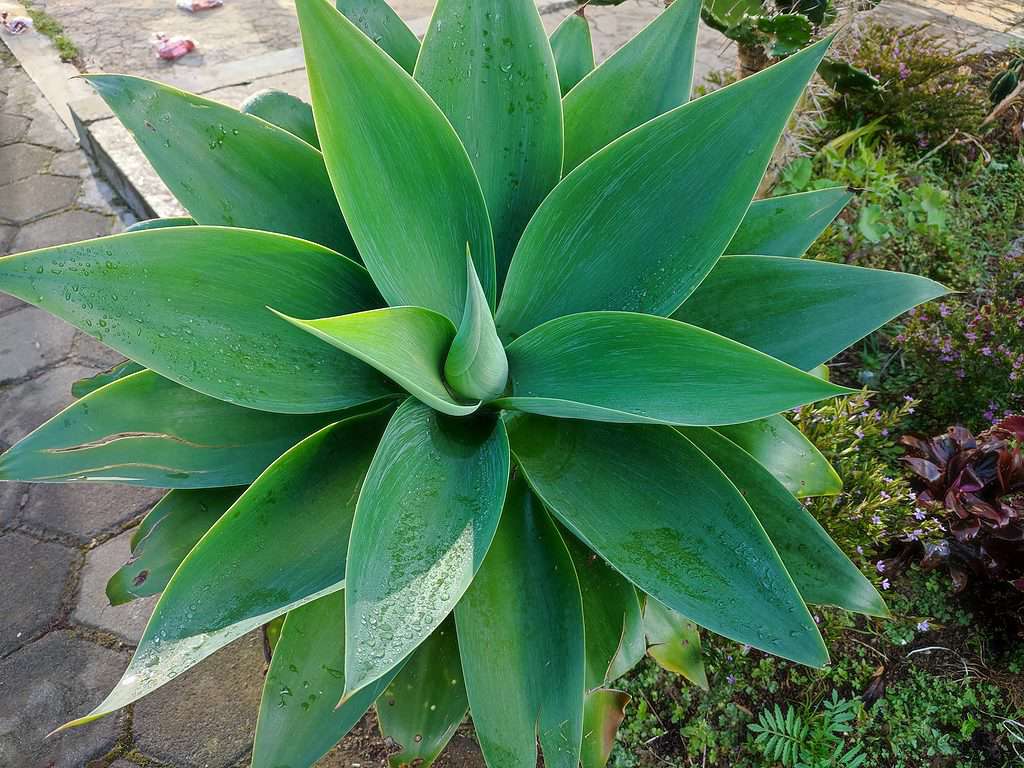 Top view of a beautiful foxtail agave