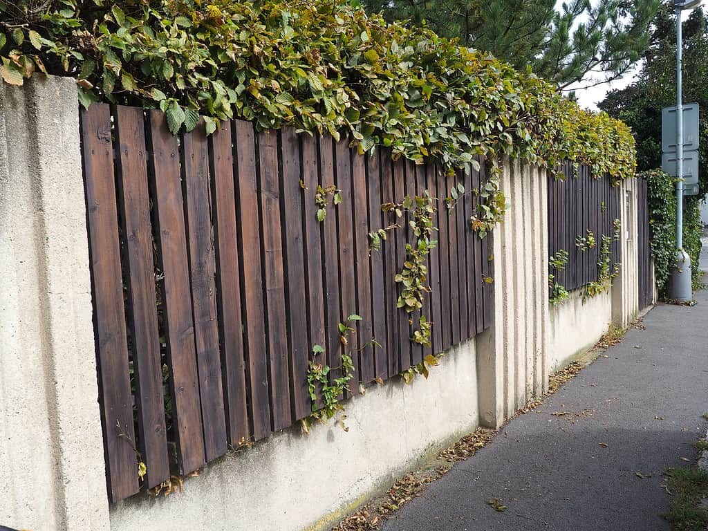 Wooden fence with green leaves between the panels