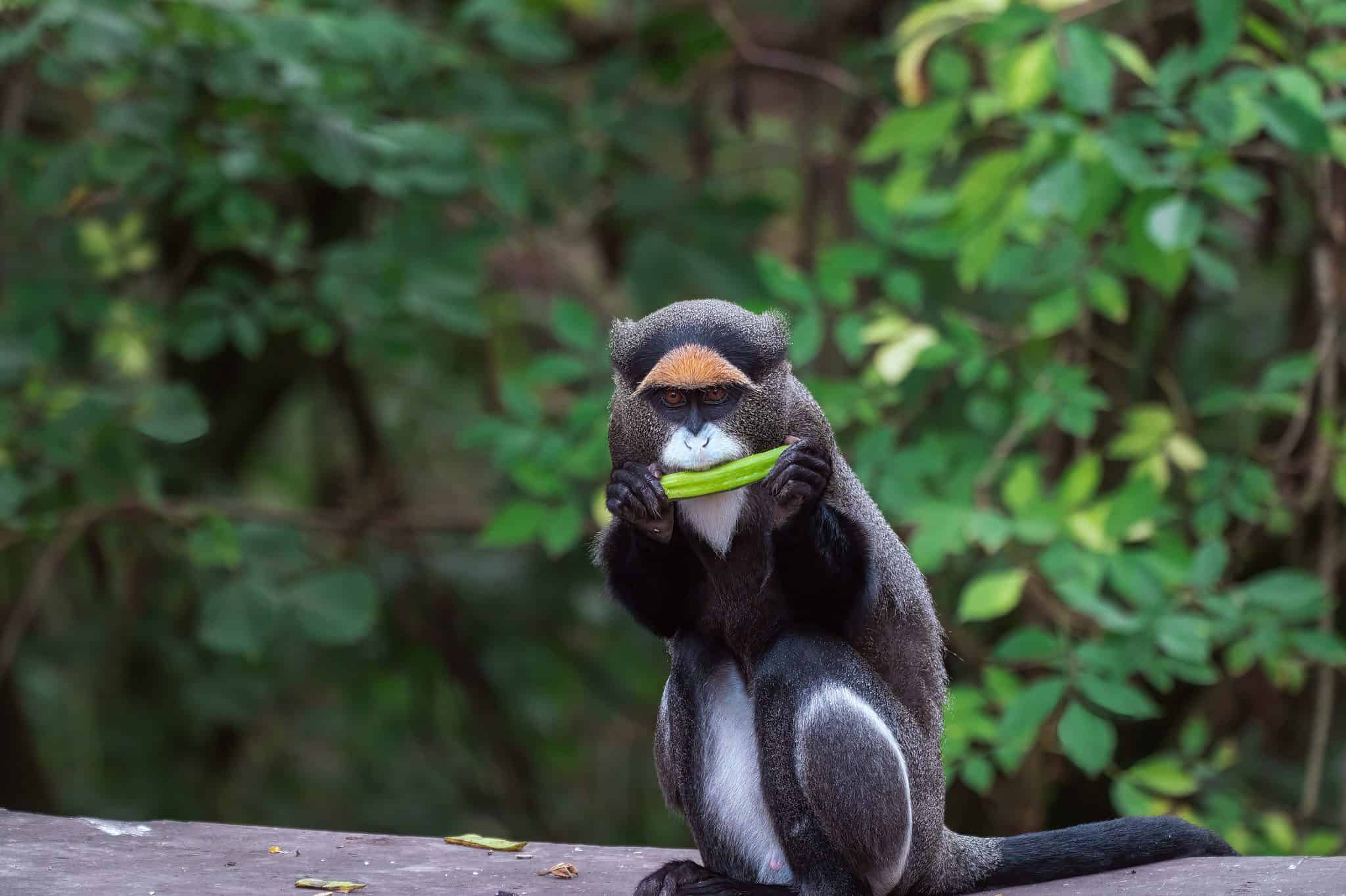 De Brazza's Monkey - A-Z Animals