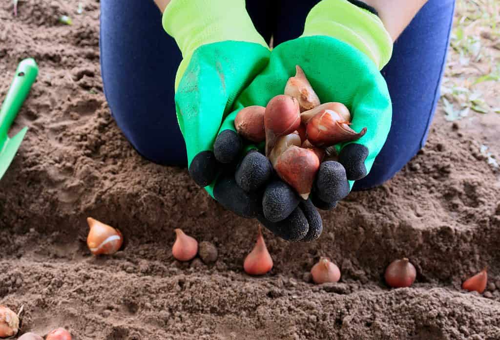 Tulips bulbs in a gardener's gloved hands