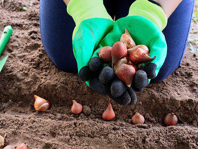 A How to Plant Tulip Bulbs: The Complete Guide