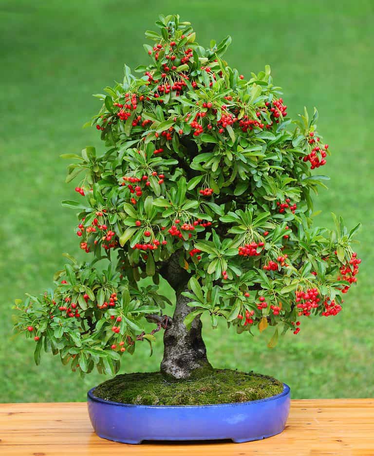 Firethorn bonsai loaded with fruit