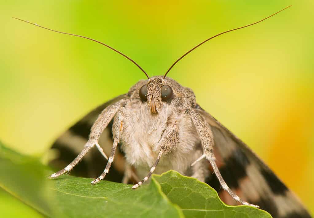 Underwing moth (Catocala elocata) close-up of face