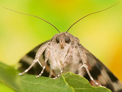A Moth Quiz: Test What You Know!