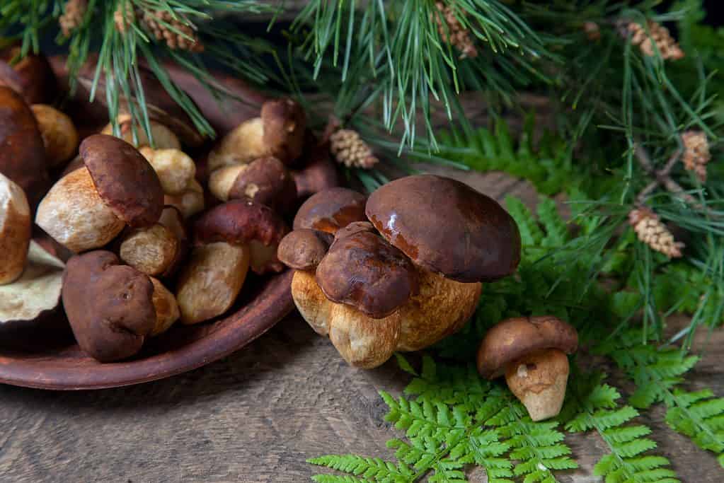 bolete mushrooms in bowl with ferns and greenery in background