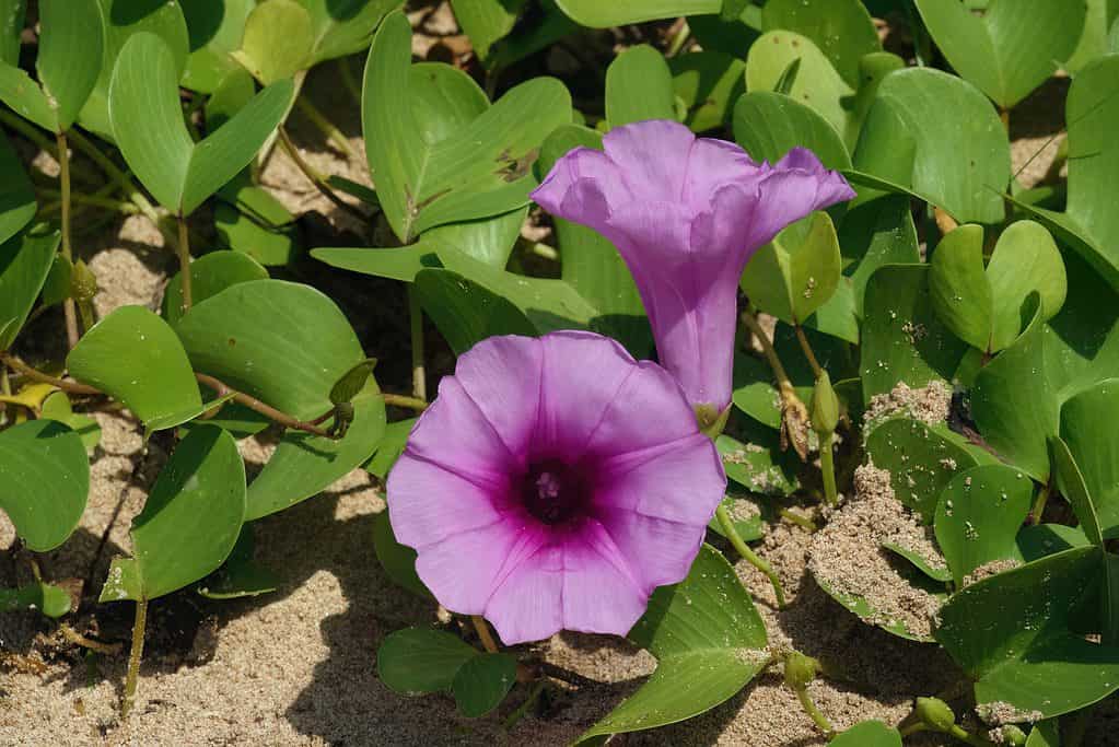 The pink blooms of the beach morning glory grow in a sandy beach environment.