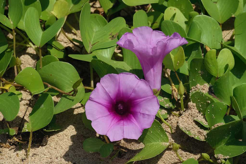 flowers to plant in may