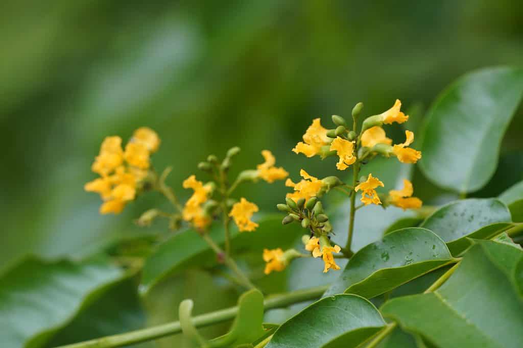 Narra Tree in Spring Bloom