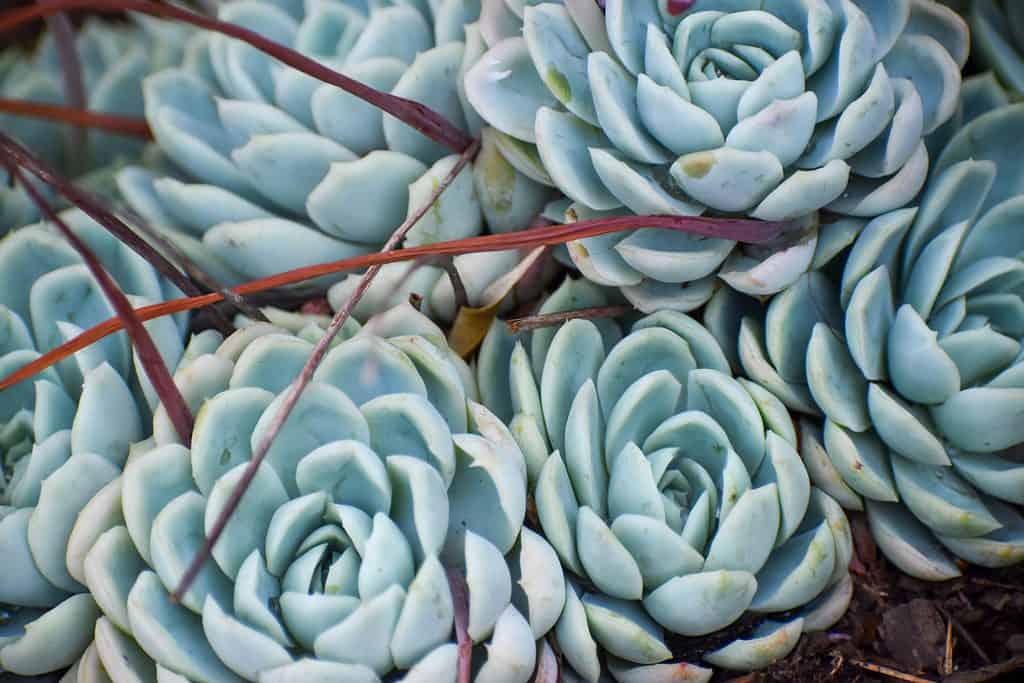 Mexican snowball succulent (Echeveria elegans) flowering.