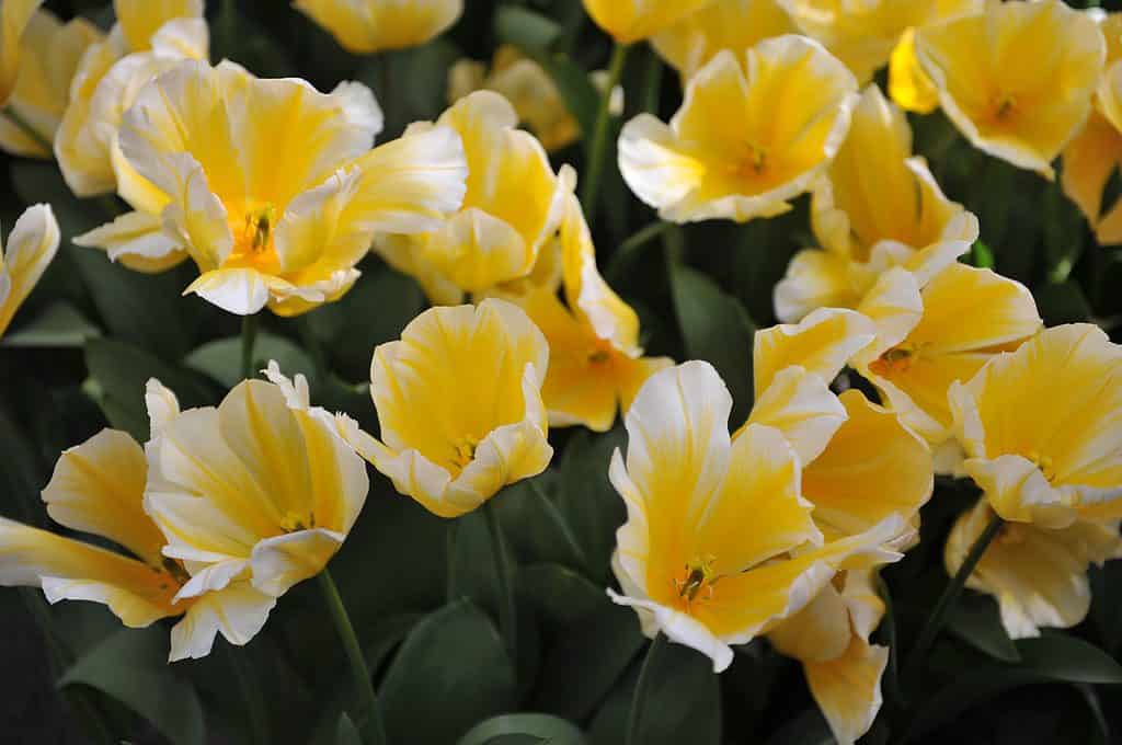 Yellow and white Fosteriana tulips
