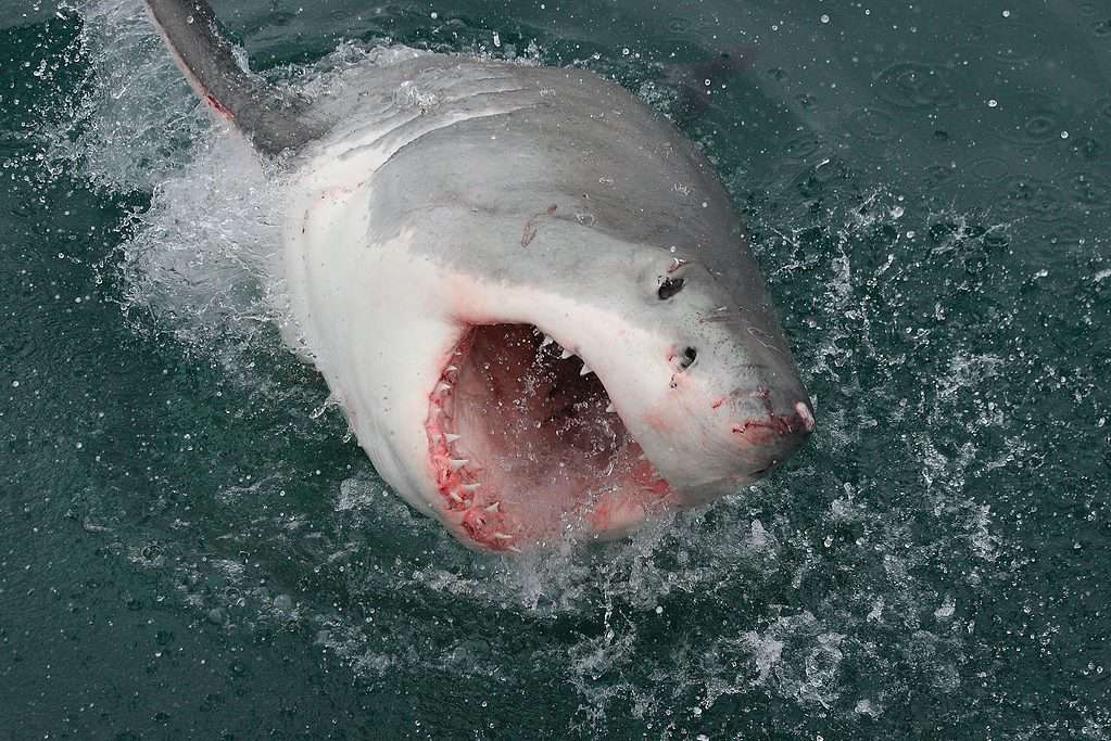 Great White Shark breaching the water