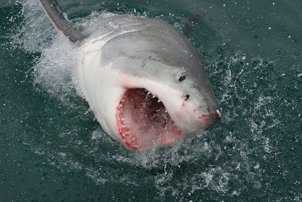 Angry Shark Fishing T-Shirt Men -Image by Shutterstock, Male Medium