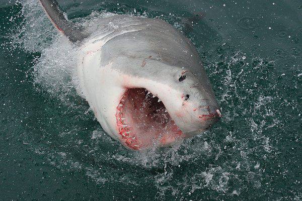 1500-lb Great White Just Seen Minutes From North Carolina Beach - A-Z