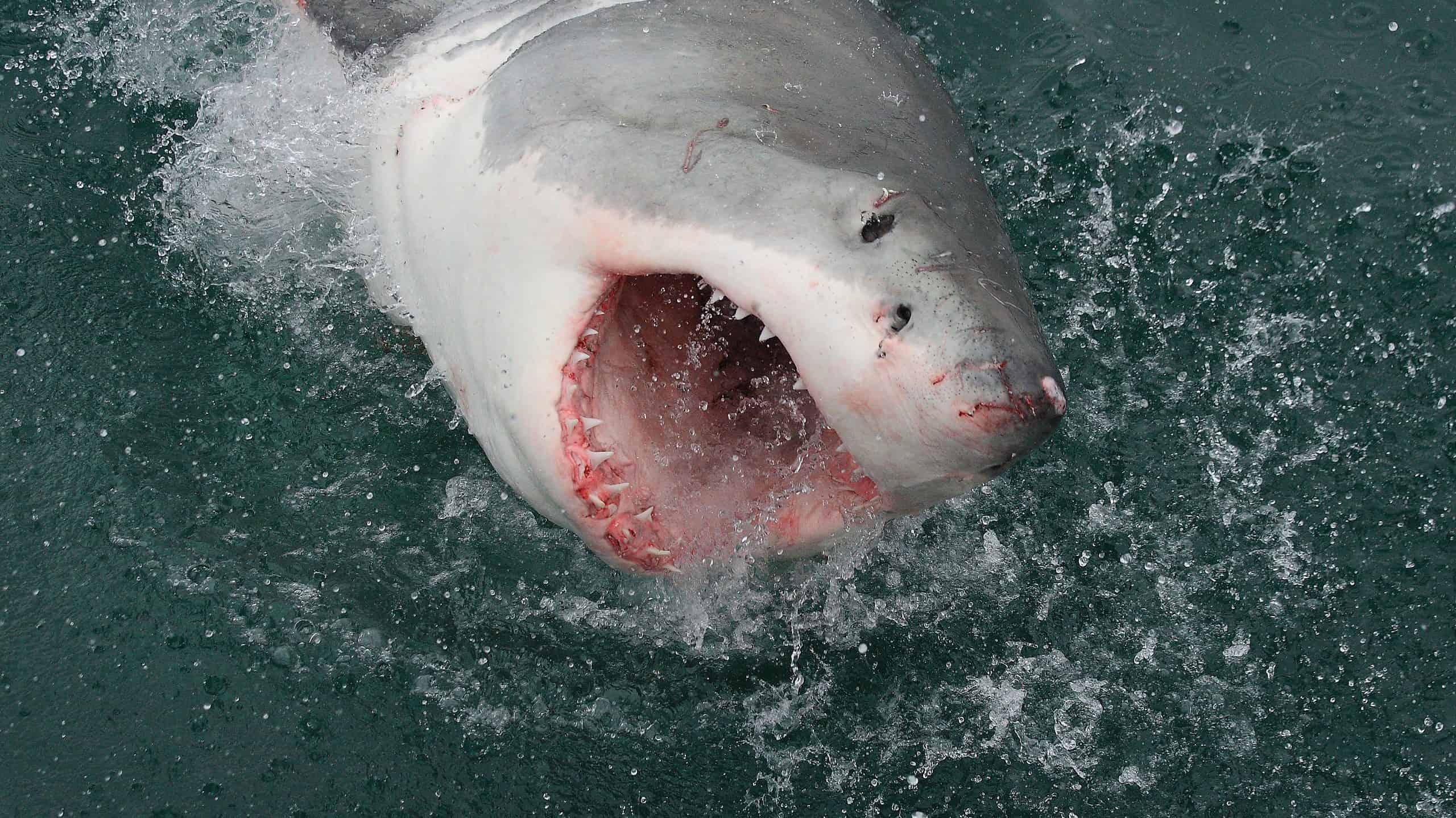 Great White Shark breaching the water