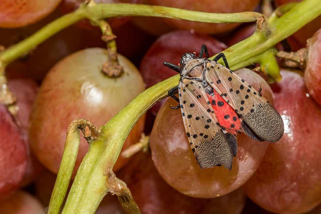 Spotted Lanternfly (Lycorma delicatulacan) feeding on grapes