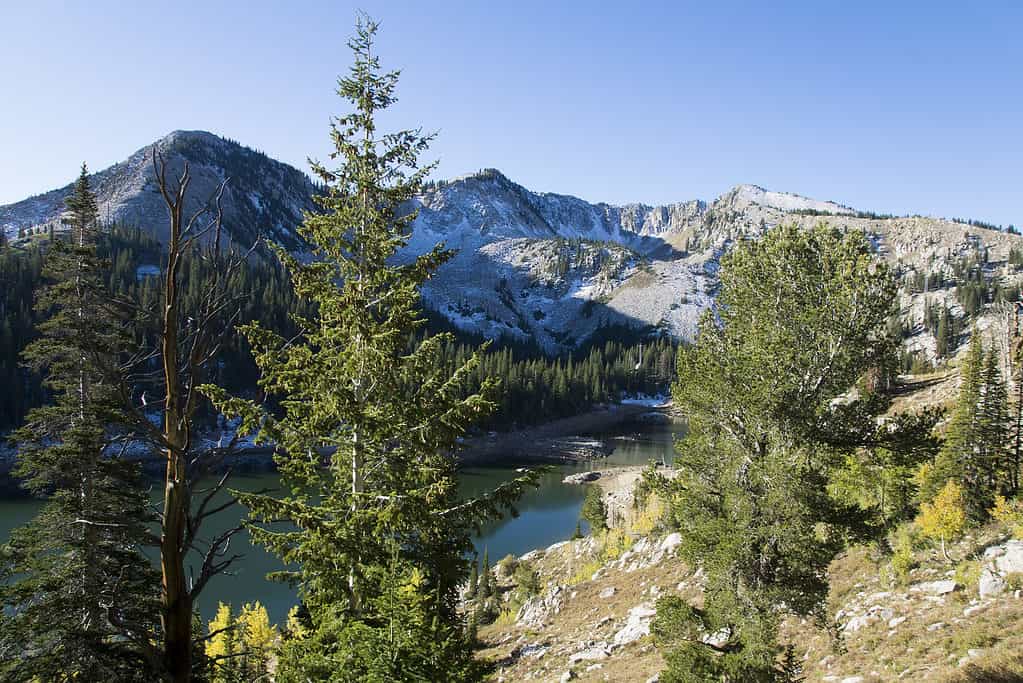 Douglas fir with a lake and snowy mountains in the background