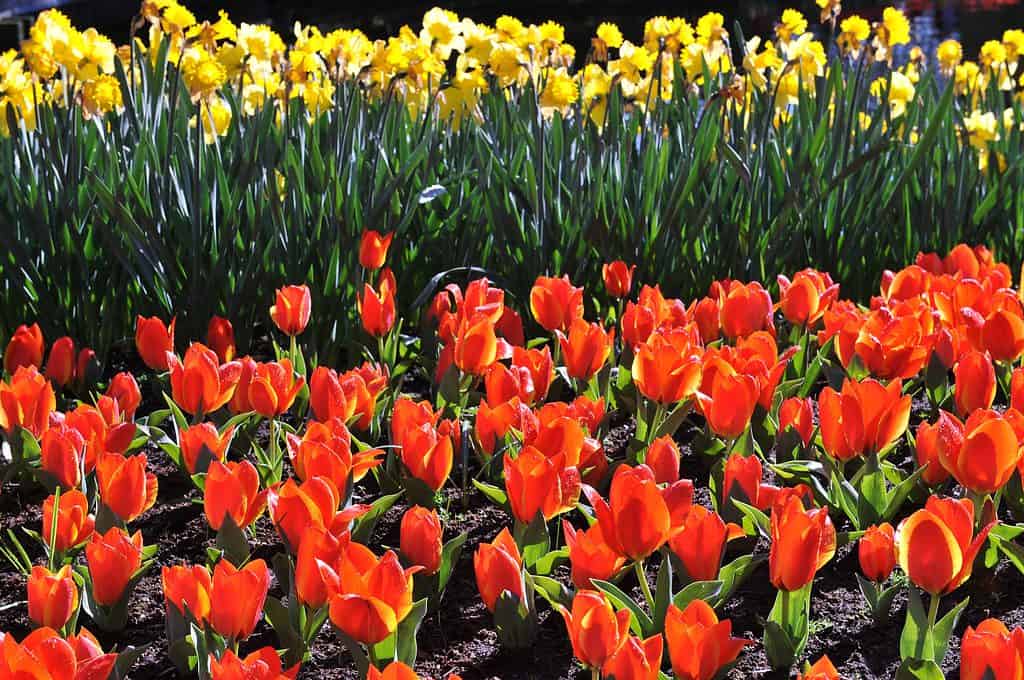 Orange-red Greigii tulips