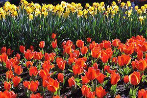 11 Most Popular Types of Tulips Picture