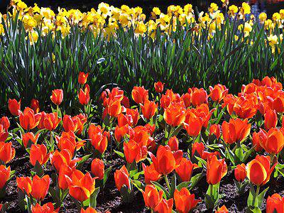 A 11 Most Popular Types of Tulips