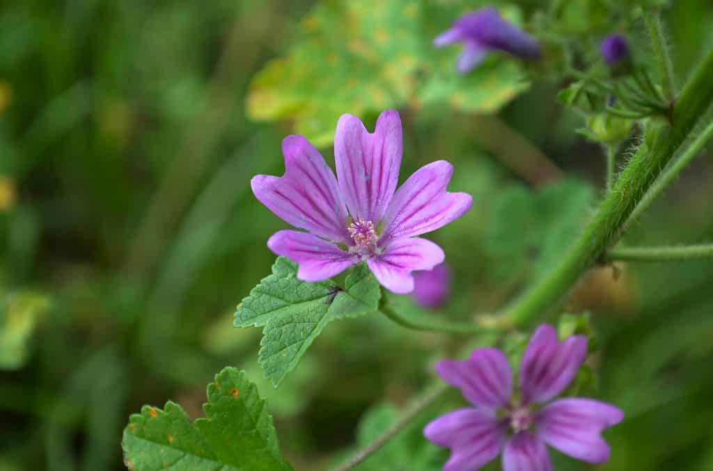 mallow