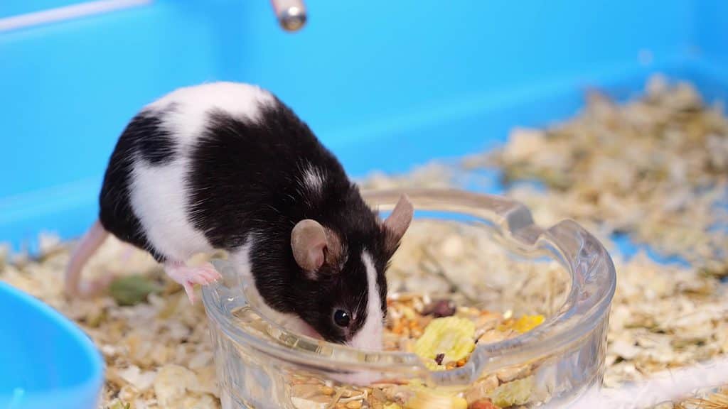 Black and white fancy mouse eats from a bowl.