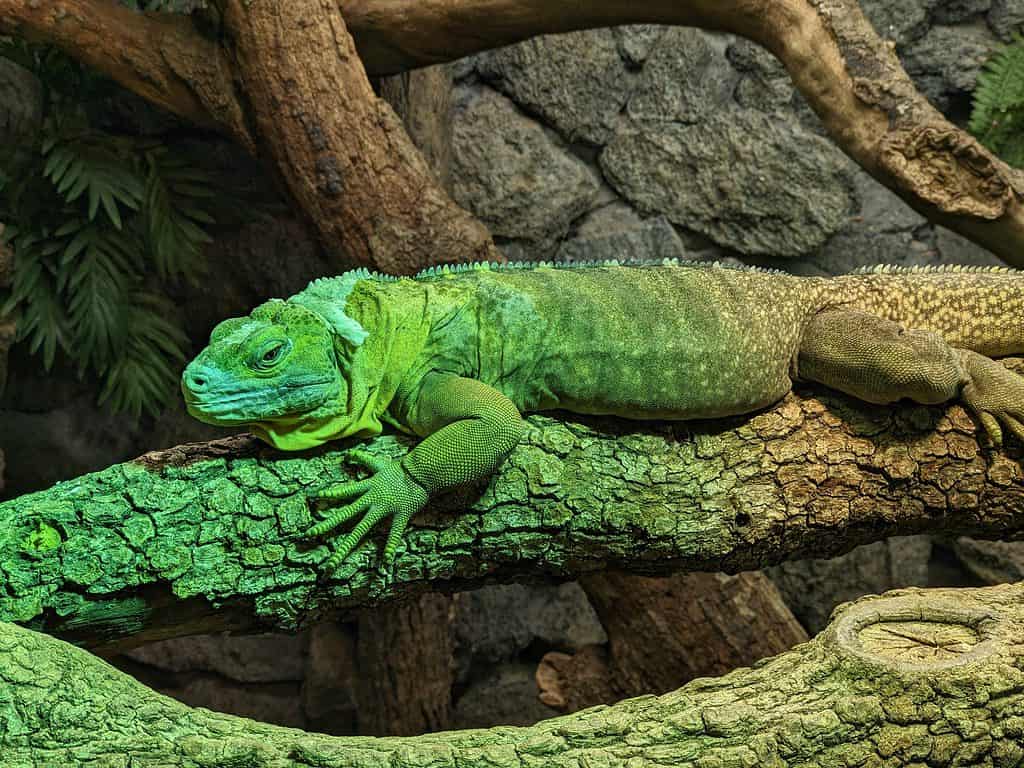 A wide angle photo of a Jamaican iguana