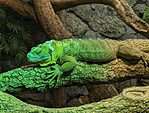 Jamaican iguanas are Critically Endangered animals.