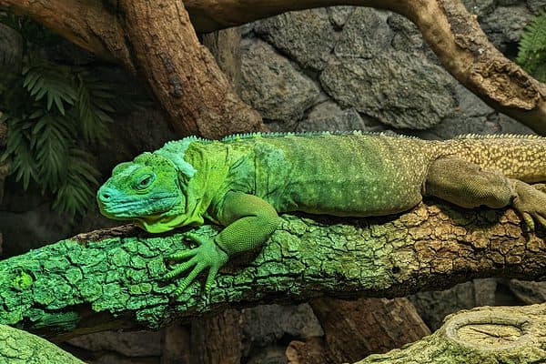 Jamaican iguanas are Critically Endangered animals.