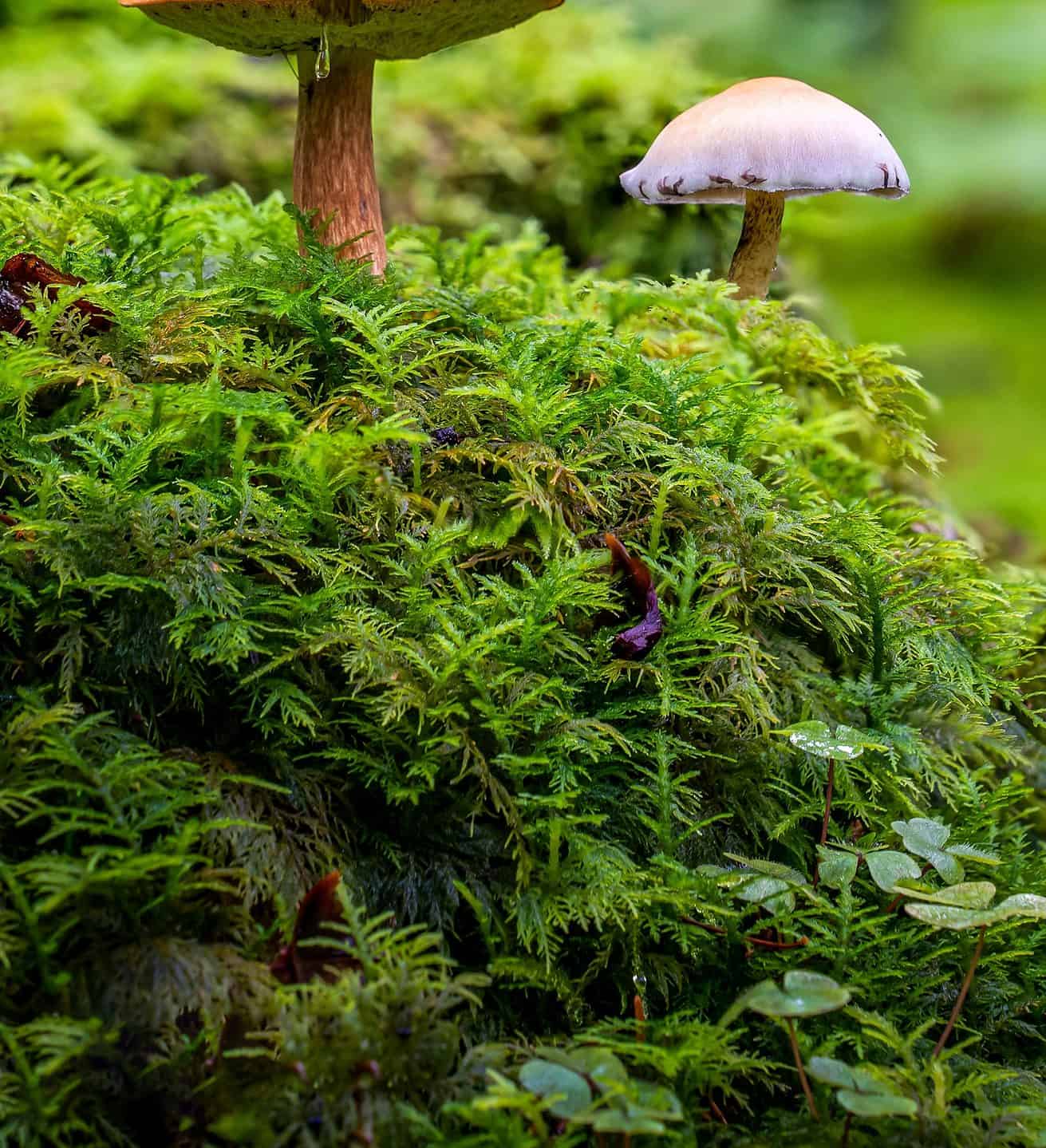 The 13 Best Places to Find Mushrooms