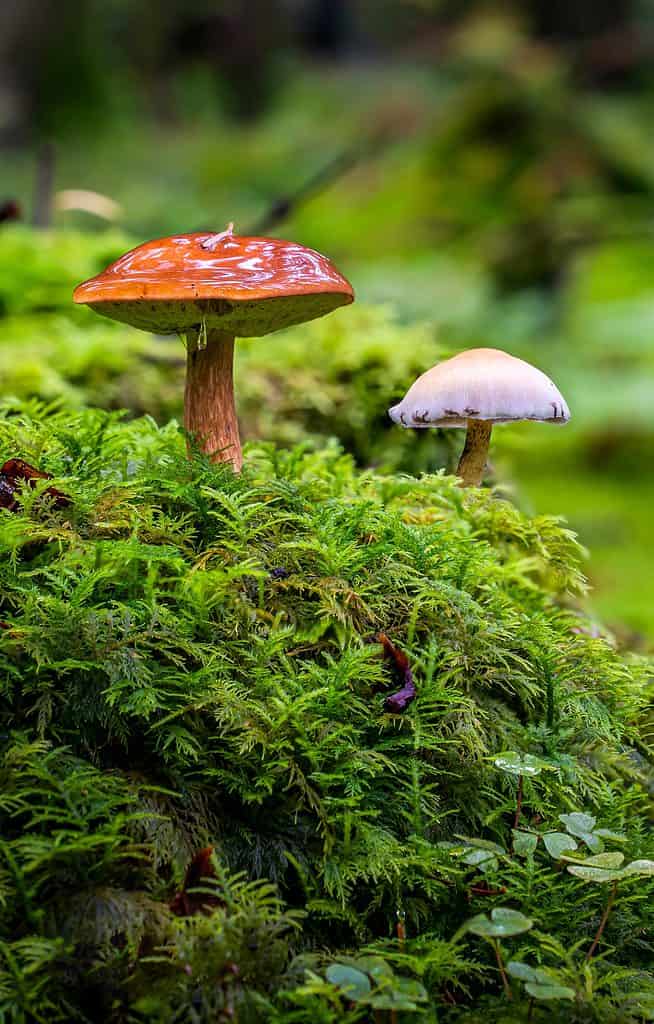 Wild mushrooms growing among moss