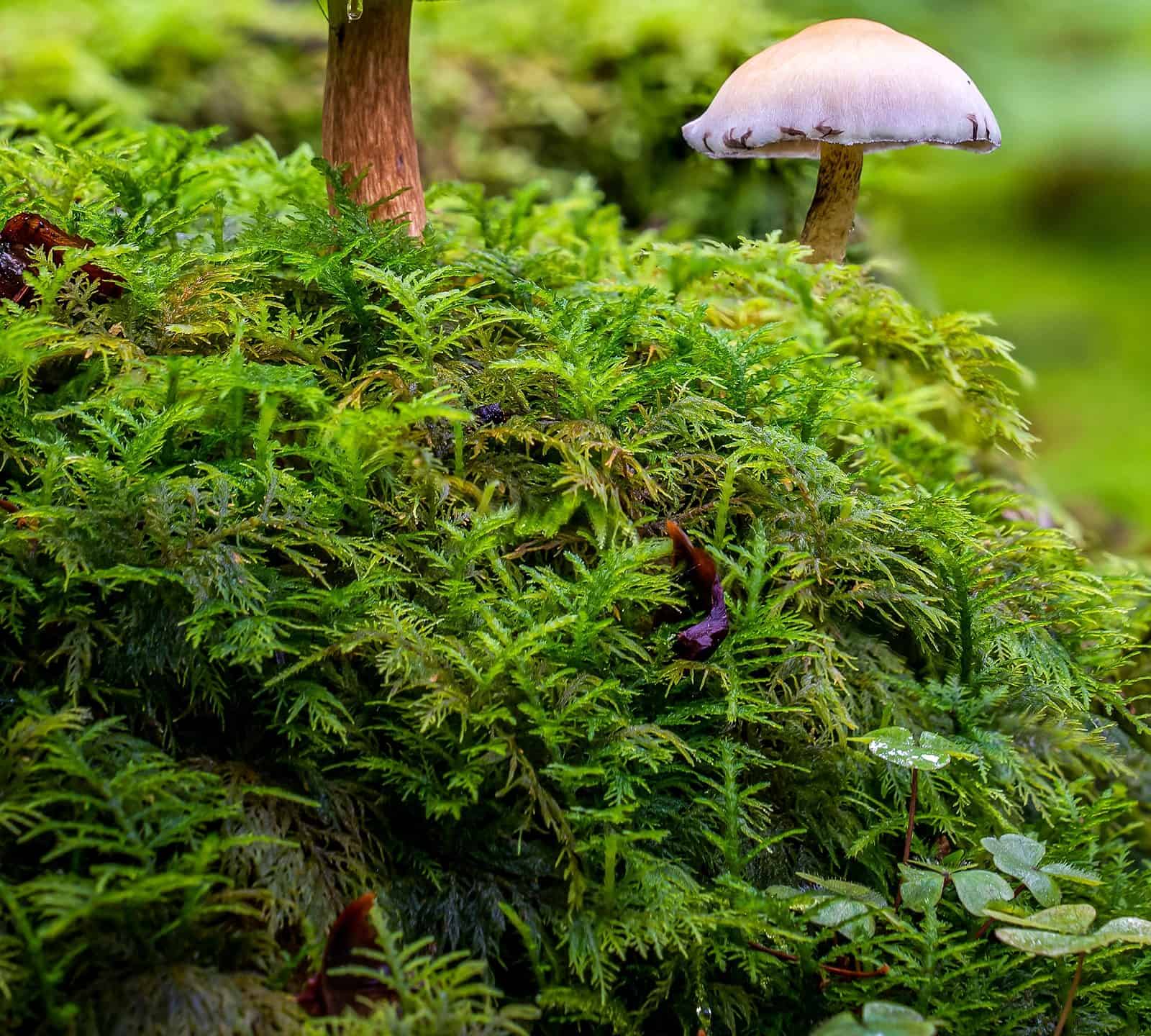 Wild mushrooms growing among moss