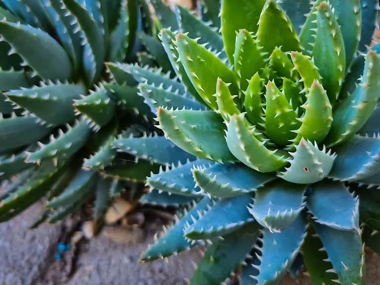 Spiky Succulents in the Garden