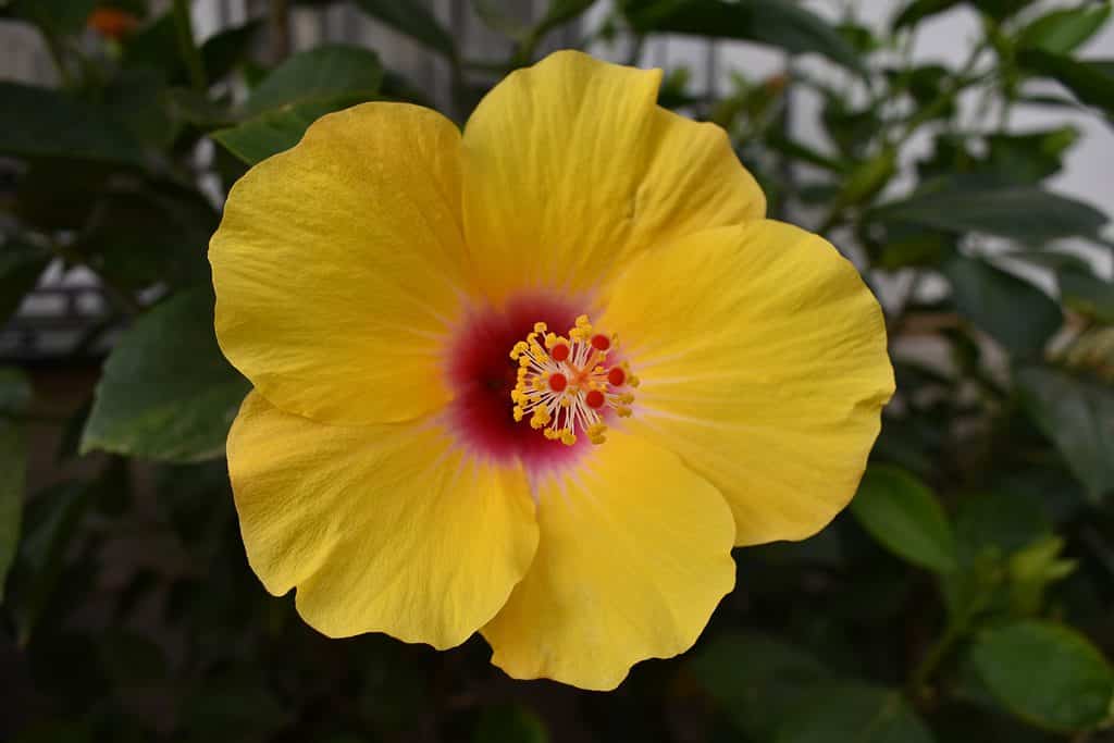 hibiscus, bracken, is, endangered, hawaiian, island, endemic, plant, and