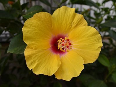 A Discover the Yellow Hibiscus: The Official State Flower of Hawaii