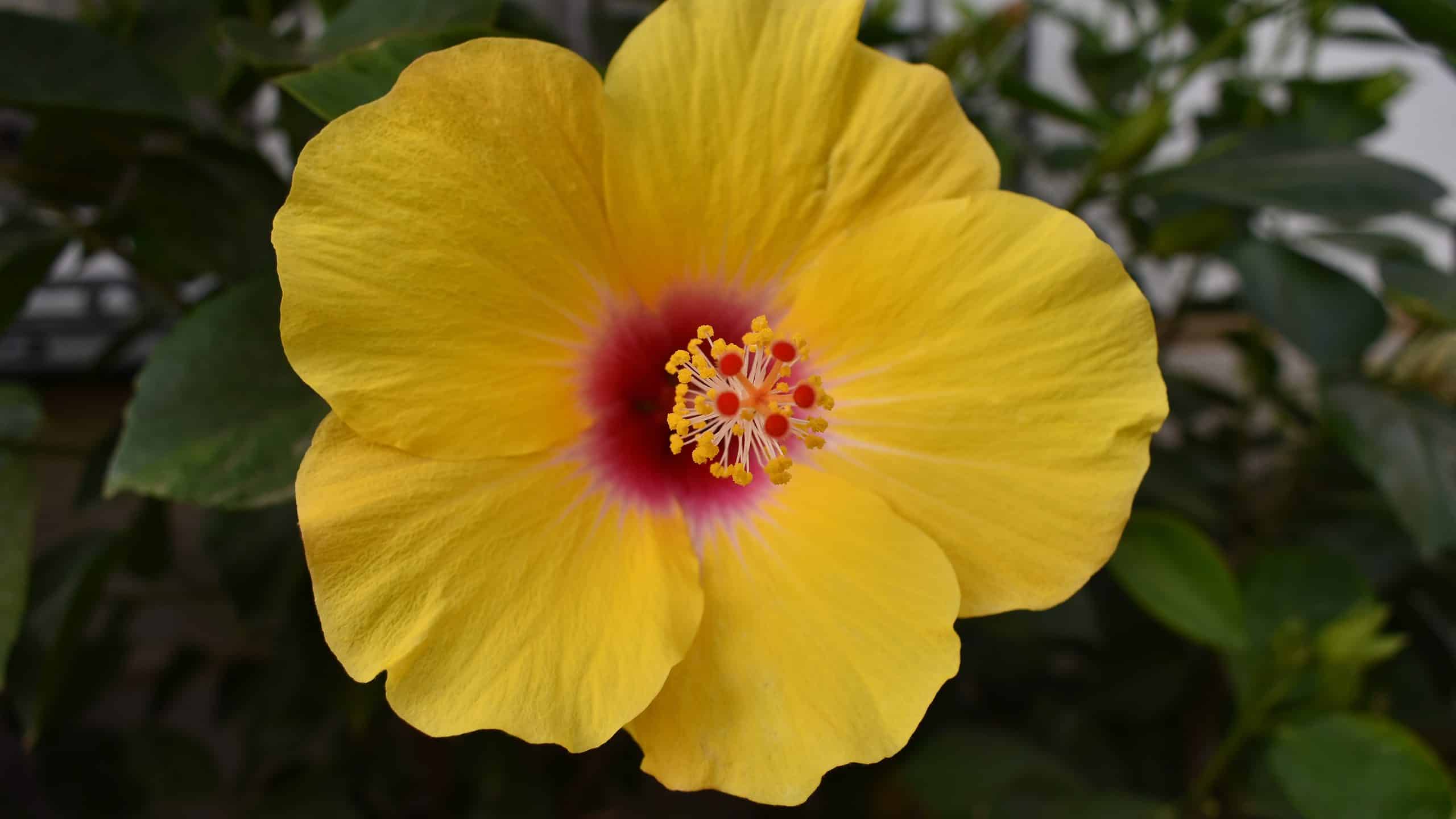 Hibiscus Flowers: Meaning, Symbolism, and Proper Occasions - A-Z Animals