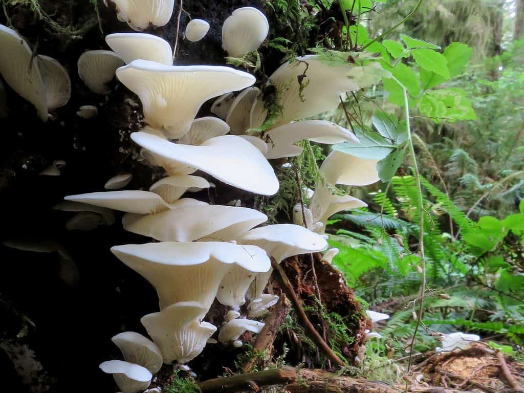 Angel Wing Mushrooms - Pleurocybella porrigens