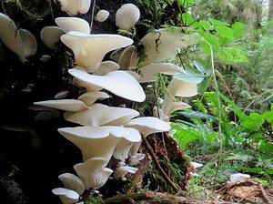 Angel Wing Mushrooms: A Complete Guide Picture