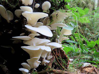 A Angel Wing Mushrooms: A Complete Guide