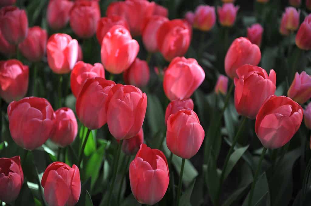 Pink Van Eijk Tulips with dark green foliage