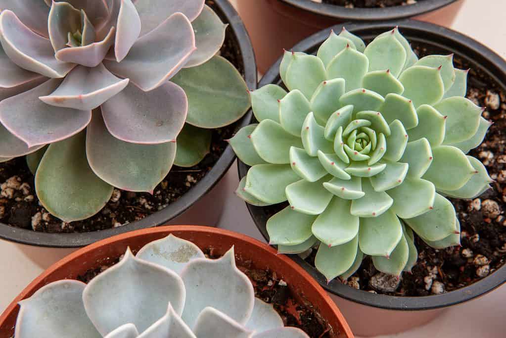 Echeveria and sedum rosette succulents potted in a sandy soil mix