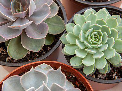 A How Long Do Succulents Take to Grow?