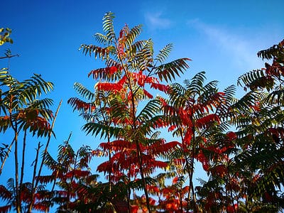 12 Native Plants In New Jersey - A-Z Animals