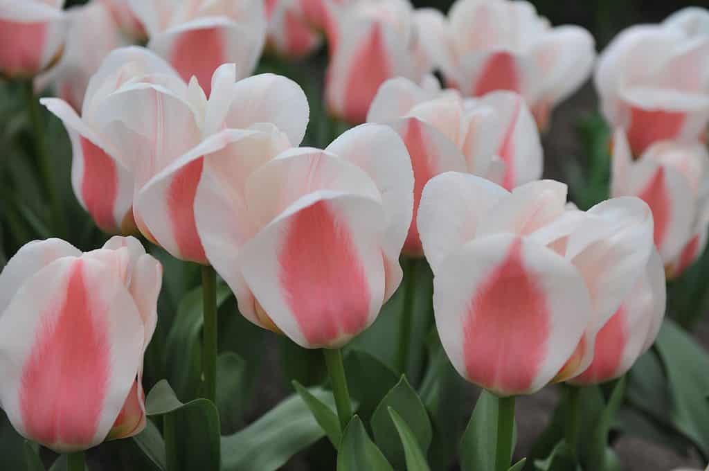 Pink and white Greigii tulips