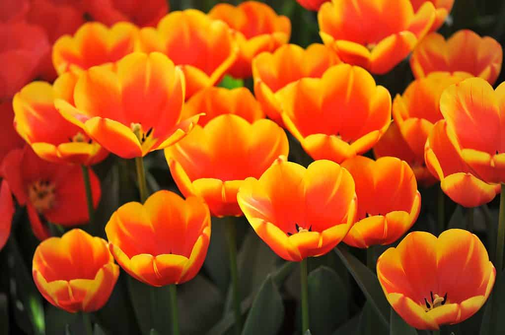 Beautiful orange-yellow Darwin hybrid tulips