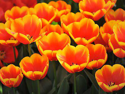 A 11 Stunning Tulips to Grow in Kentucky