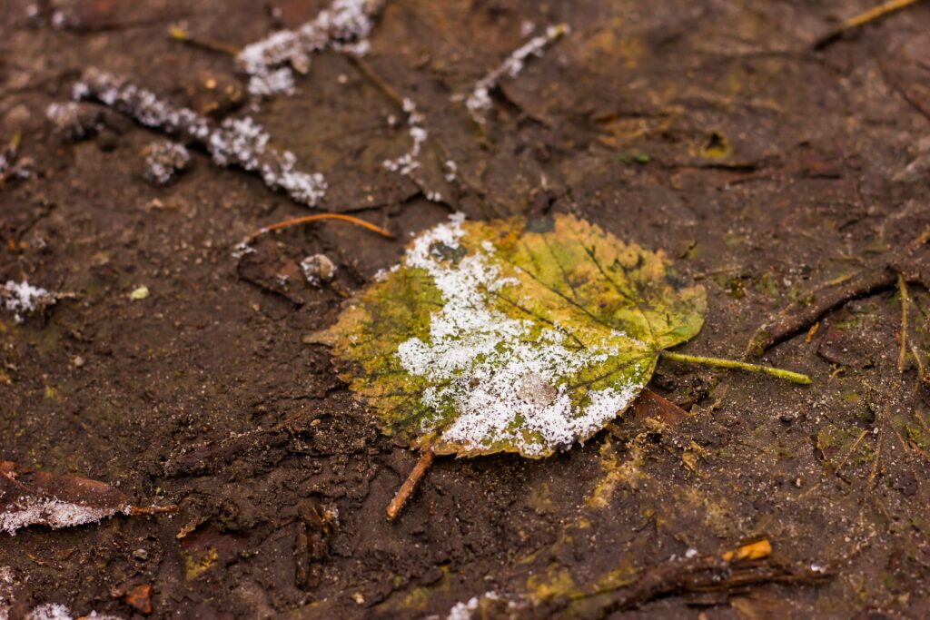 Fallen leaf covered with hoarfrost and snow