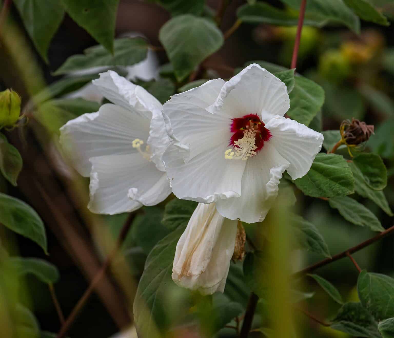 Can Hibiscus Survive Winter? 5 Tips for Keeping It Alive AZ Animals