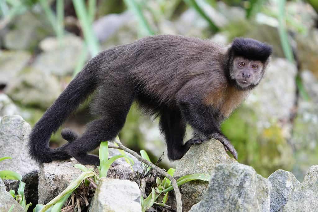 full grown capuchin monkeys