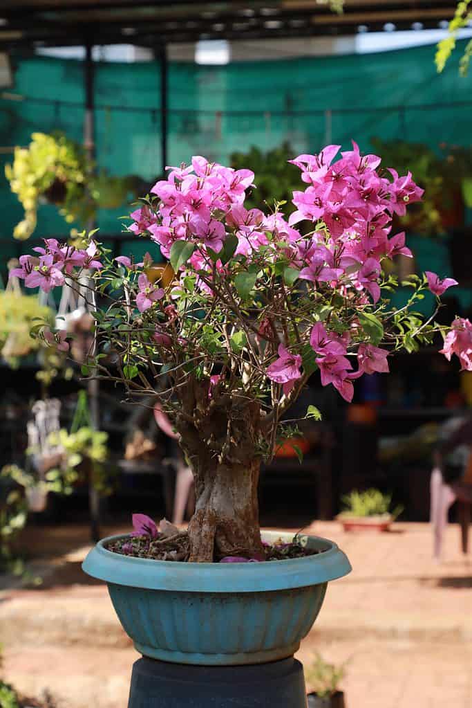 A bonsai tree with fuchsia bougainvillea blooms.