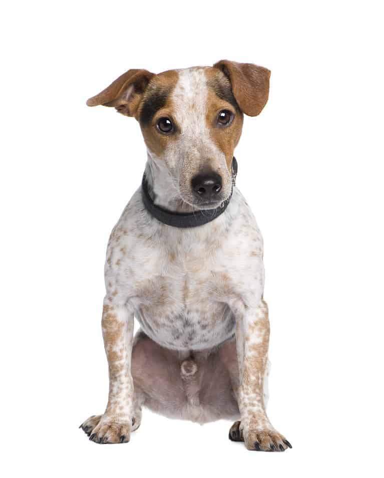 Jackshund isolated